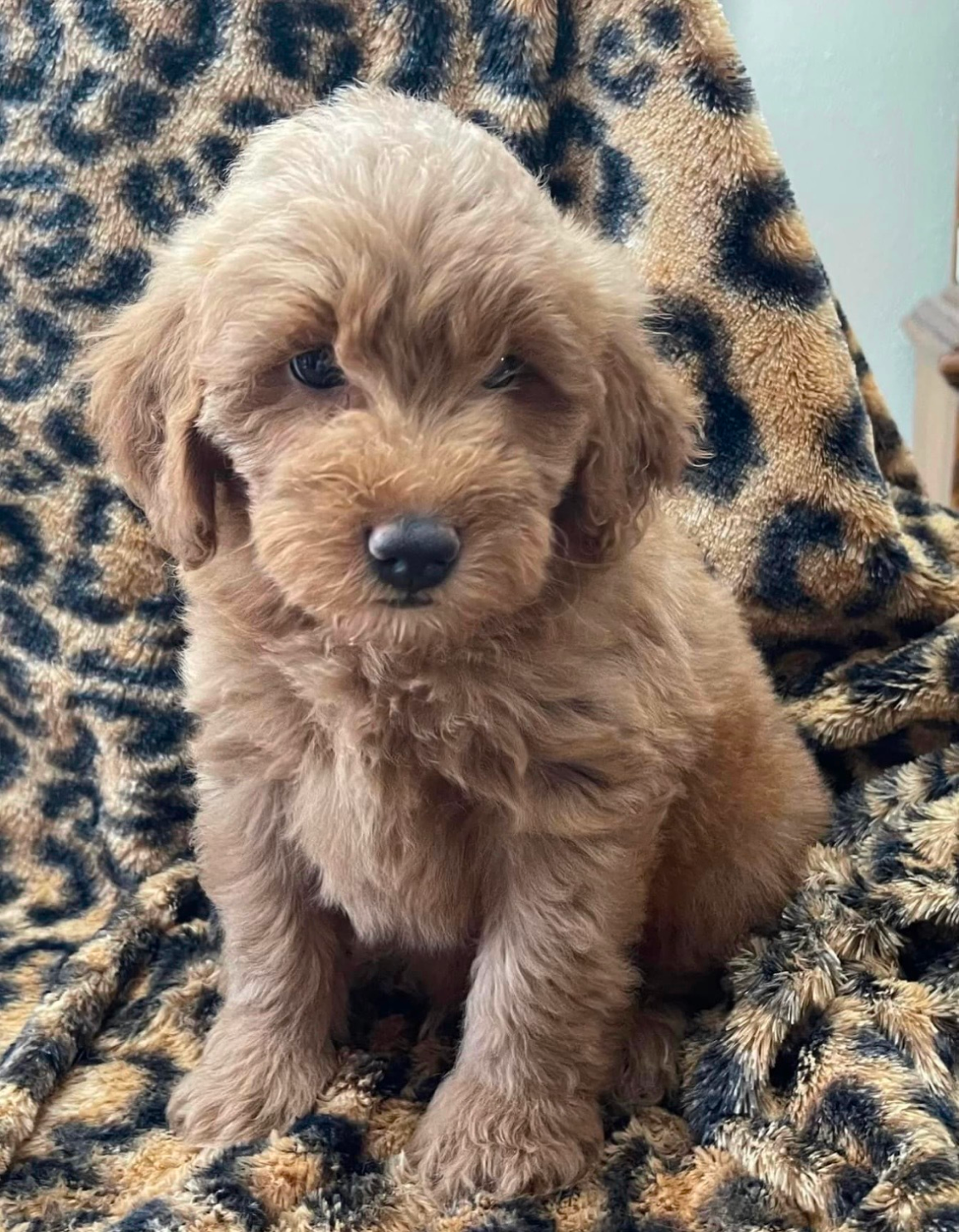 Golden Doodle