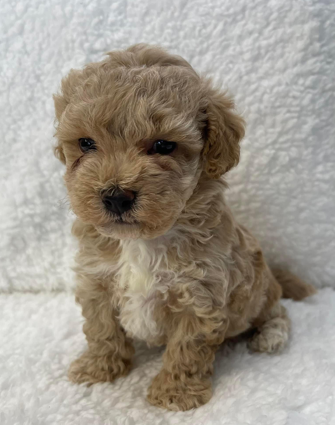 Maltipoo