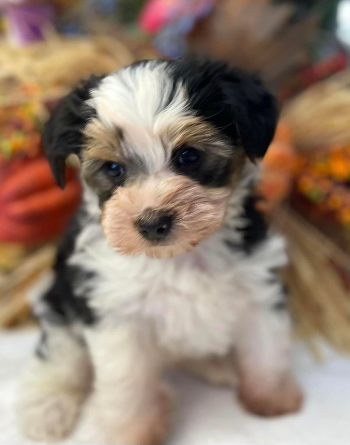 Morkie
