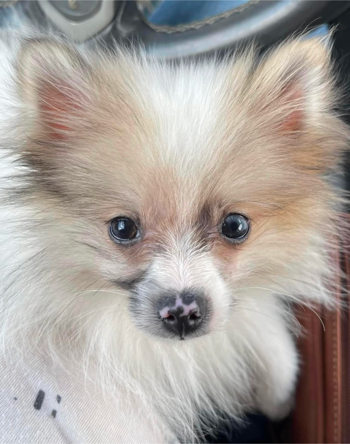 Pomeranian