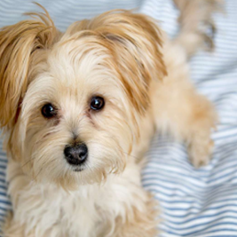 Adorable puppy