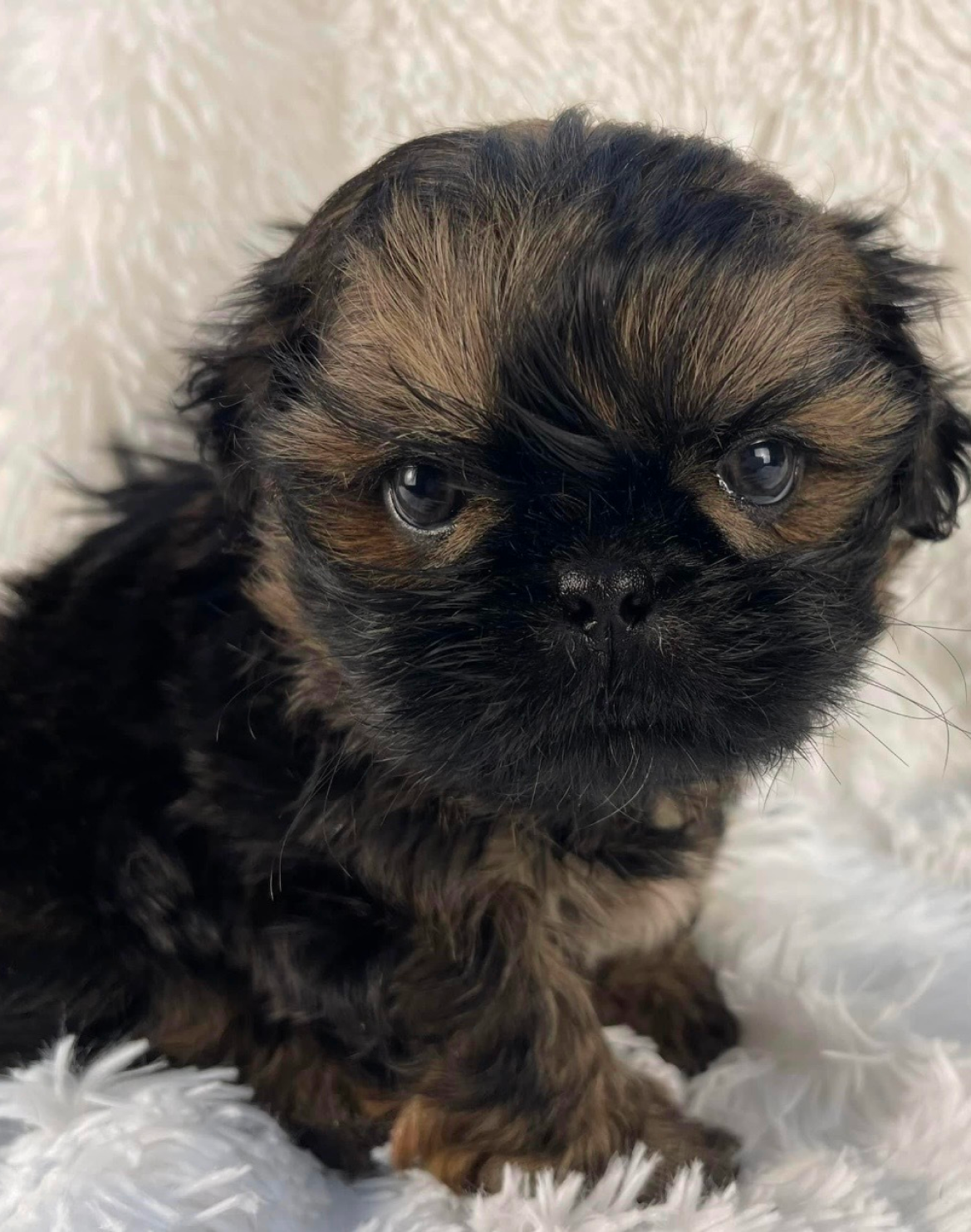 Puppy wellness and care